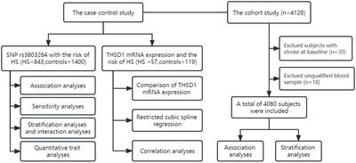 SNP rs3803264 polymorphisms in THSD1 and abnormally expressed mRNA are associated with hemorrhagic stroke